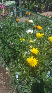 Seedlings, Flowers, Veggies, Herbs