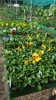 Seedlings, Flowers, Veggies, Herbs