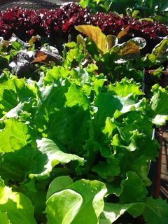 Seedlings, Flowers, Veggies, Herbs