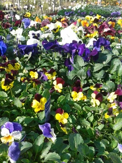 Seedlings, Flowers, Veggies, Herbs