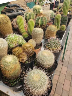 Cacti and succulents