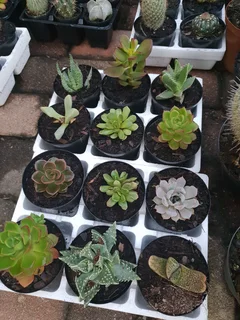 Cacti and succulents
