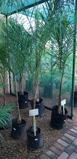 Palms, cycas and tropical plants