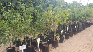 Trees - Ad posted by Ennis Garden Centre