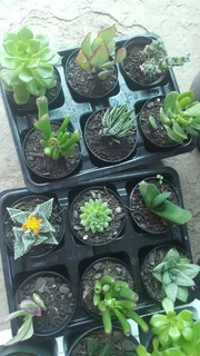 Succulents - Ad posted by Ennis Garden Centre