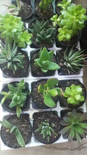 Succulents - Ad posted by Ennis Garden Centre
