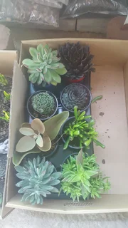 Succulents - Ad posted by Ennis Garden Centre