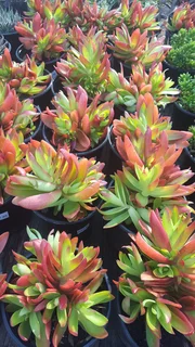Succulents - Ad posted by Ennis Garden Centre