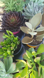 Succulents - Ad posted by Ennis Garden Centre