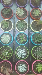 Succulents - Ad posted by Ennis Garden Centre