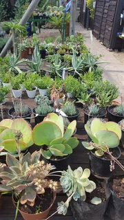 Succulents - Ad posted by Ennis Garden Centre