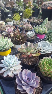 Succulents - Ad posted by Ennis Garden Centre