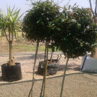 Standards (Lollipops)