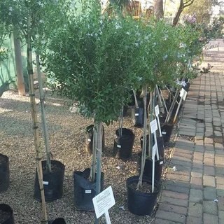 Standards (Lollipops)