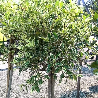 Standards (Lollipops)