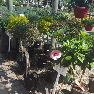 Standards (Lollipops)