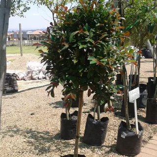 Standards (Lollipops)