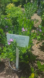 Shrubs (Indigenous and Exotic)