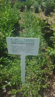 Shrubs (Indigenous and Exotic)
