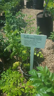 Shrubs (Indigenous and Exotic)