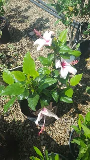 Shrubs (Indigenous and Exotic)