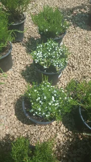 Shrubs (Indigenous and Exotic)