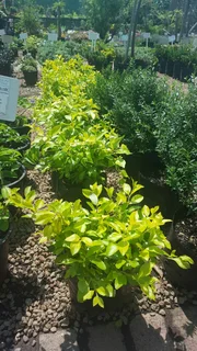 Shrubs (Indigenous and Exotic)
