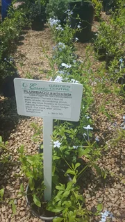 Shrubs (Indigenous and Exotic)