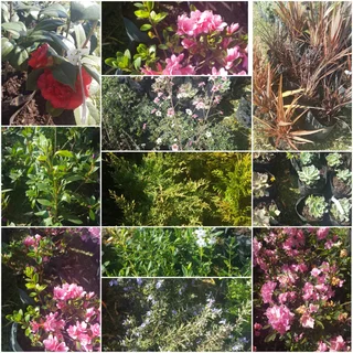 Shrubs (Indigenous and Exotic)