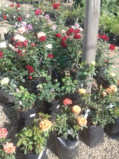 Rose Bushes and Standards