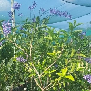 Creepers/Climbers - Ad posted by Ennis Garden Centre