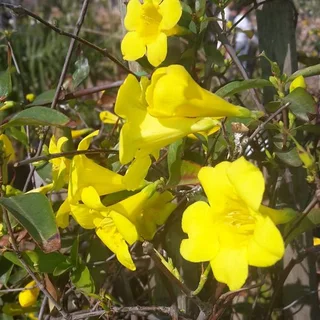Creepers/Climbers - Ad posted by Ennis Garden Centre