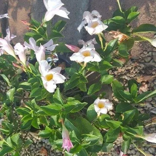 Creepers/Climbers - Ad posted by Ennis Garden Centre