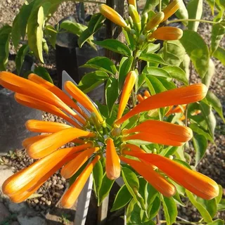 Creepers/Climbers - Ad posted by Ennis Garden Centre