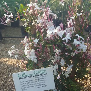 Creepers/Climbers - Ad posted by Ennis Garden Centre