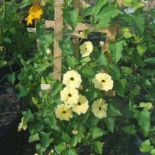 Creepers/Climbers - Ad posted by Ennis Garden Centre