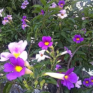 Creepers/Climbers - Ad posted by Ennis Garden Centre