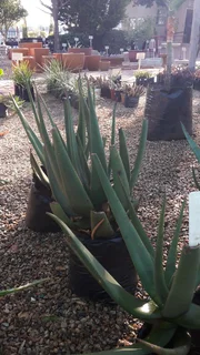 Aloes - Ad posted by Ennis Garden Centre