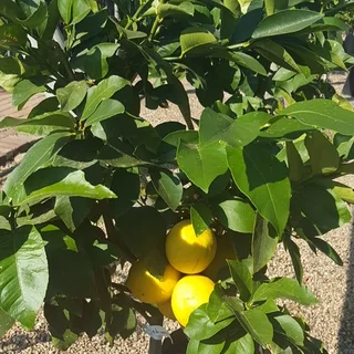 Citrus Trees