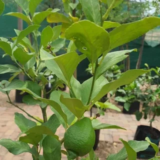 Citrus Trees