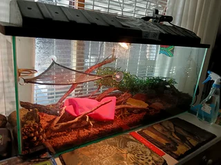 Fish tank+ accessories for Gecko