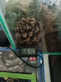 Fish tank&#43; accessories for Gecko