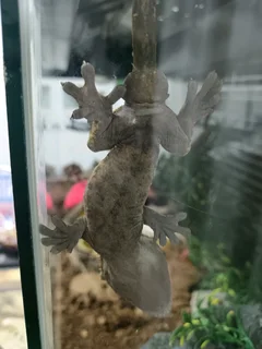 Fish tank&#43; accessories for Gecko