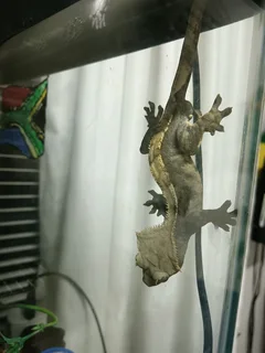 Fish tank&#43; accessories for Gecko