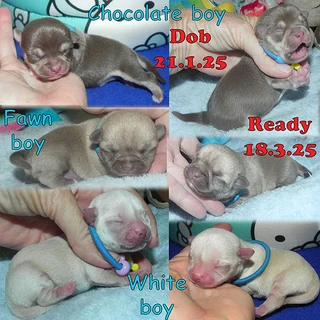 Chihuahua puppy applehead