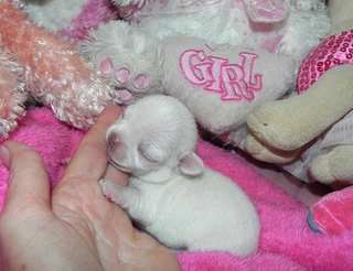 Chihuahua applehead puppy