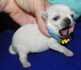 Apple head chihuahua puppies