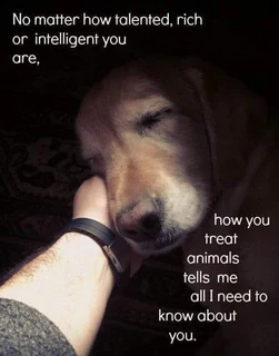 Pet Sitting Service- Small Breeds Only