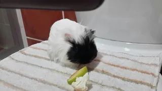 Guinea Pig Grooming & Sitting Service