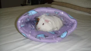 GUINEA PIG AND  OTHER CUTE AND CUDDLY FUR BABY BEDDING